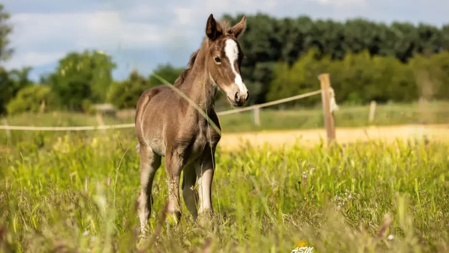 Jeune pouliche brune dans un pré verdoyant sous un ciel ensoleillé.