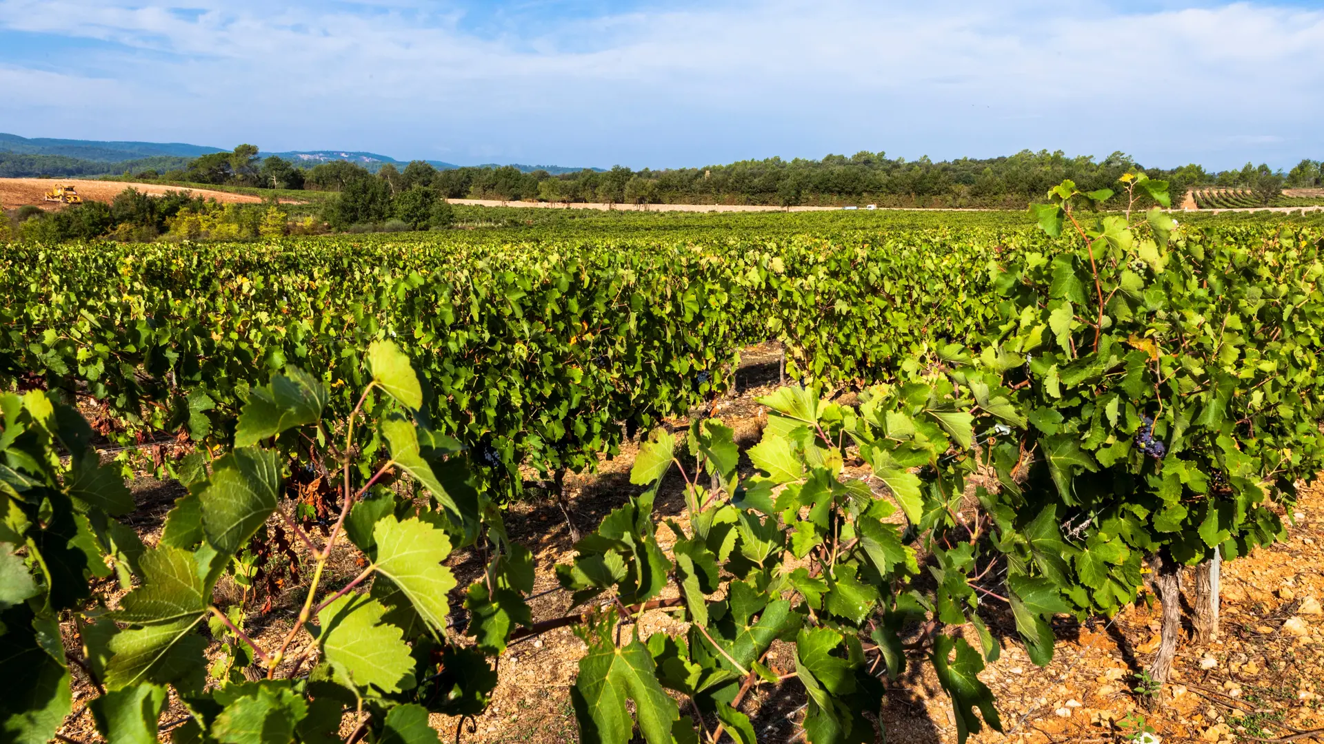 Vignoble