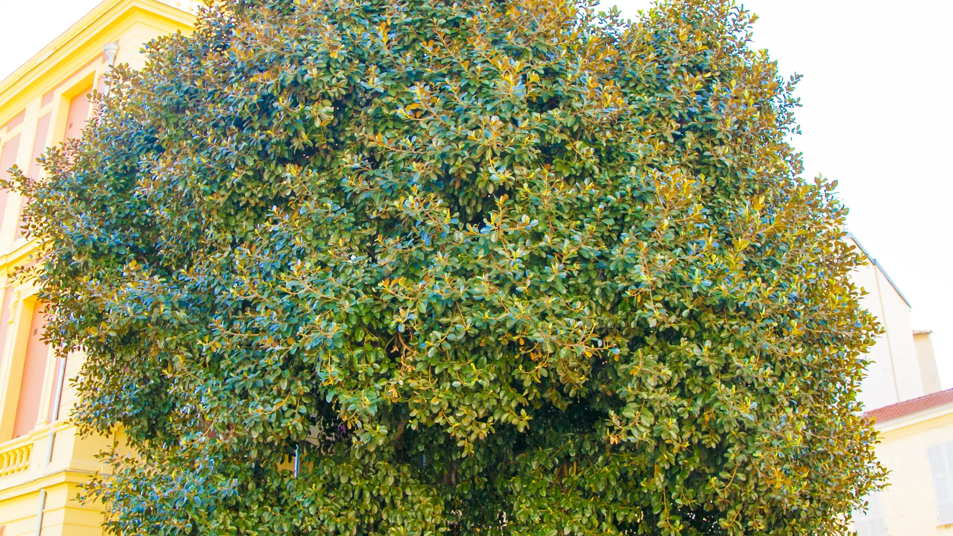 Ficus Rubignosa arbre