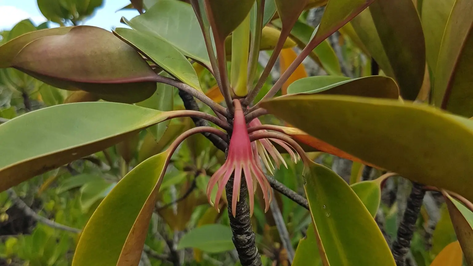 Floraison du palétuvier rouge