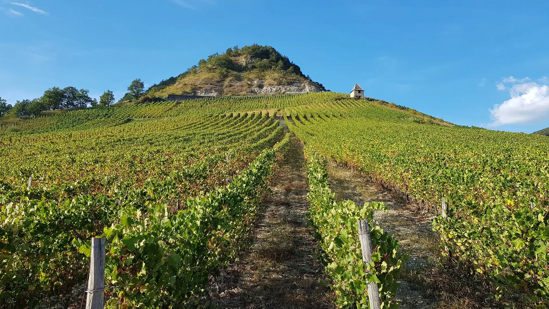 Les vignes du Bugey