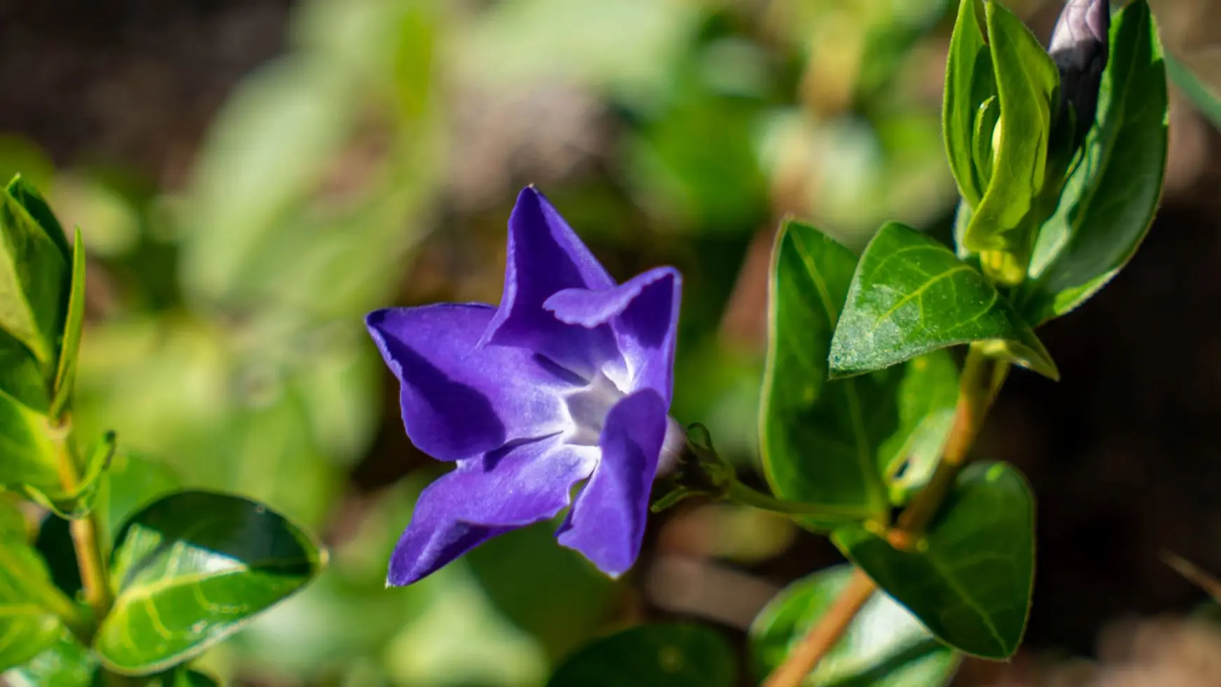 Les usages des plantes provençales