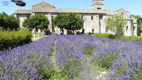 La Provence et Van Gogh