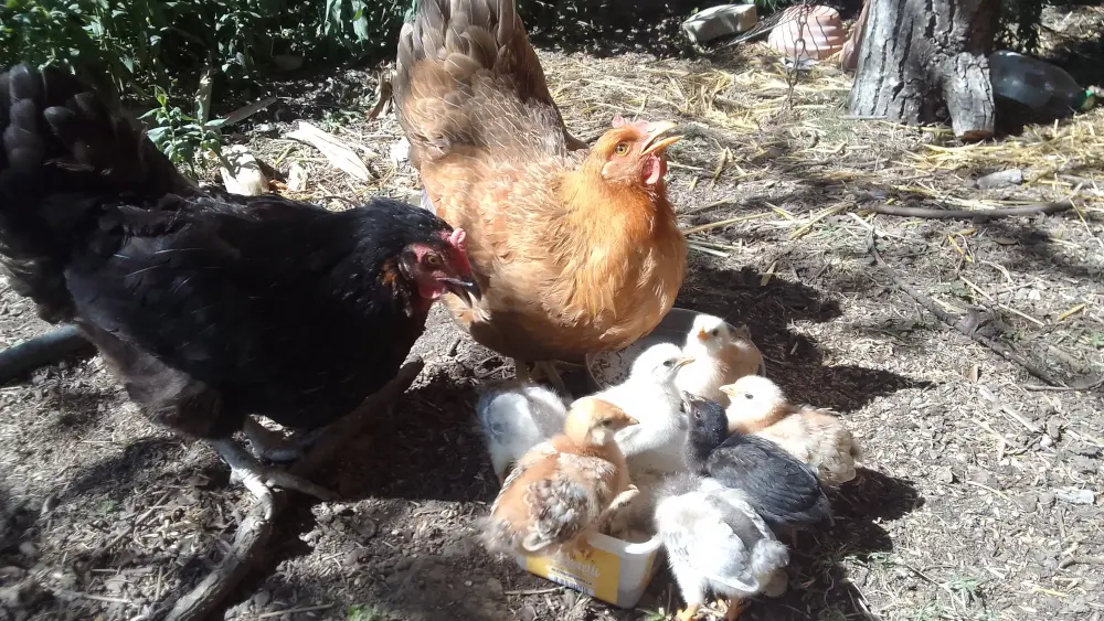 Poules et poussins