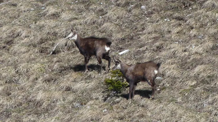 Photo chamois AEN
