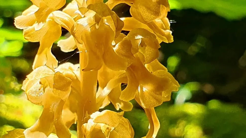 Néottie nid d'oiseau