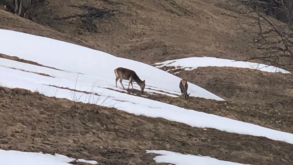 SURPRISE DE FIN DE SAISON D'HIVER !