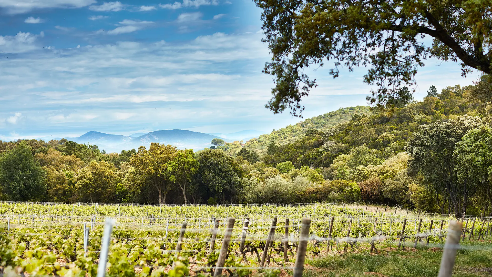 Visite et dégustation de vins