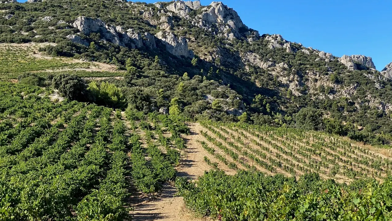 Dentelles de Montmirail