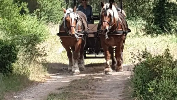 Attelage Evasion à Saint-Rémy-de-Provence