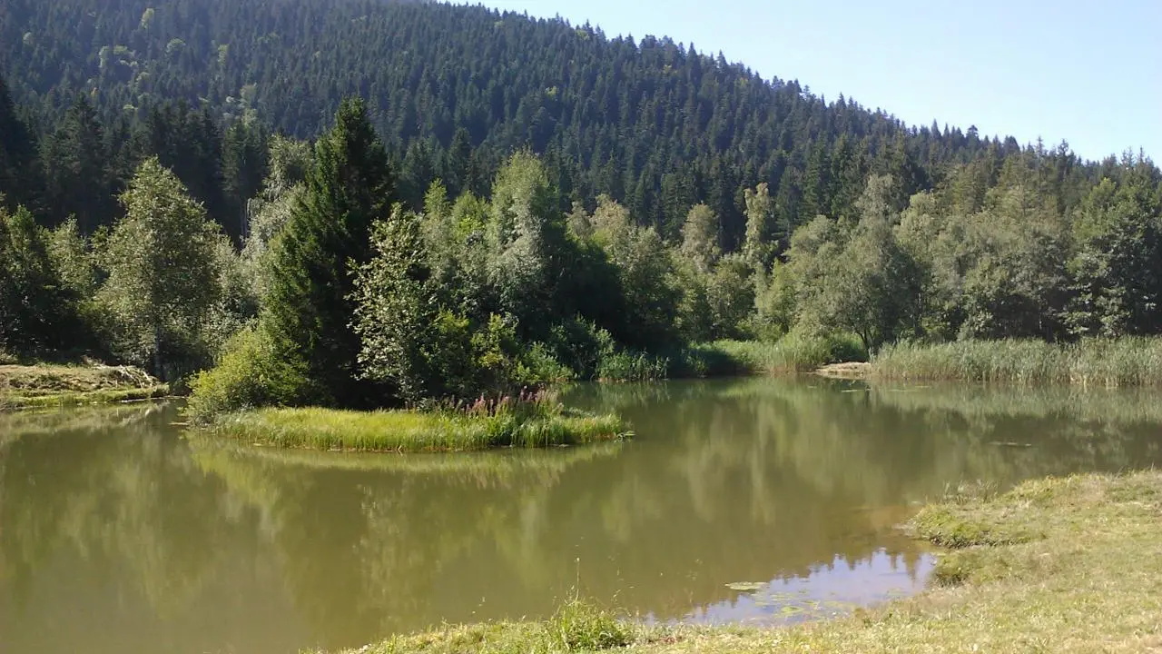 Un petit étang tranquille entouré de résineux dans un cadre de montagne.