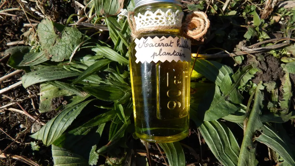 macérat huileux