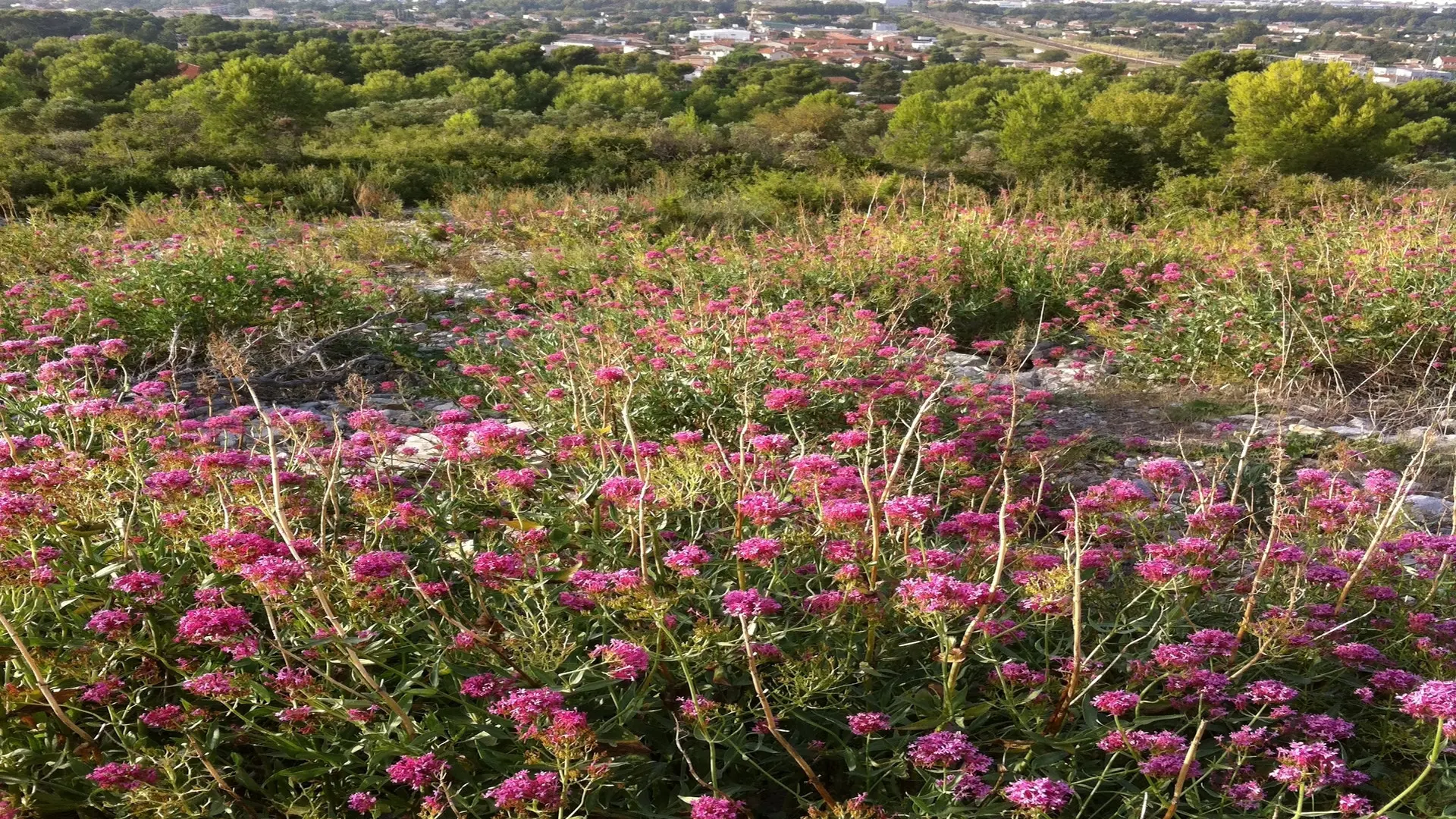 Végétation méditerranéenne