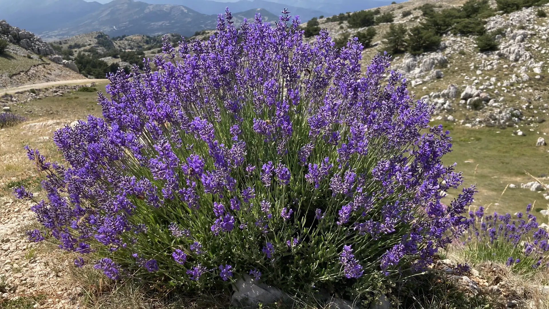 lavande en fleur