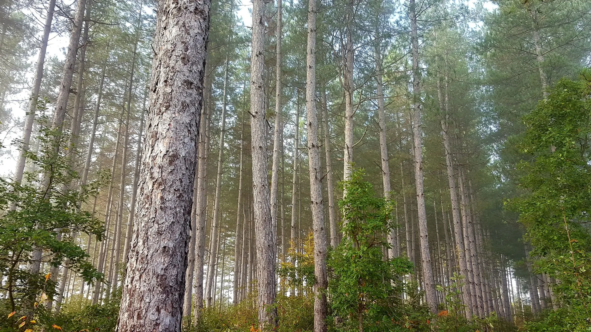 Le Bois de la Garenne