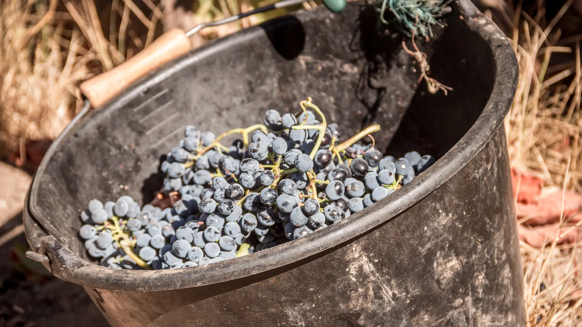 Domaine de Marchandise récolte raisins