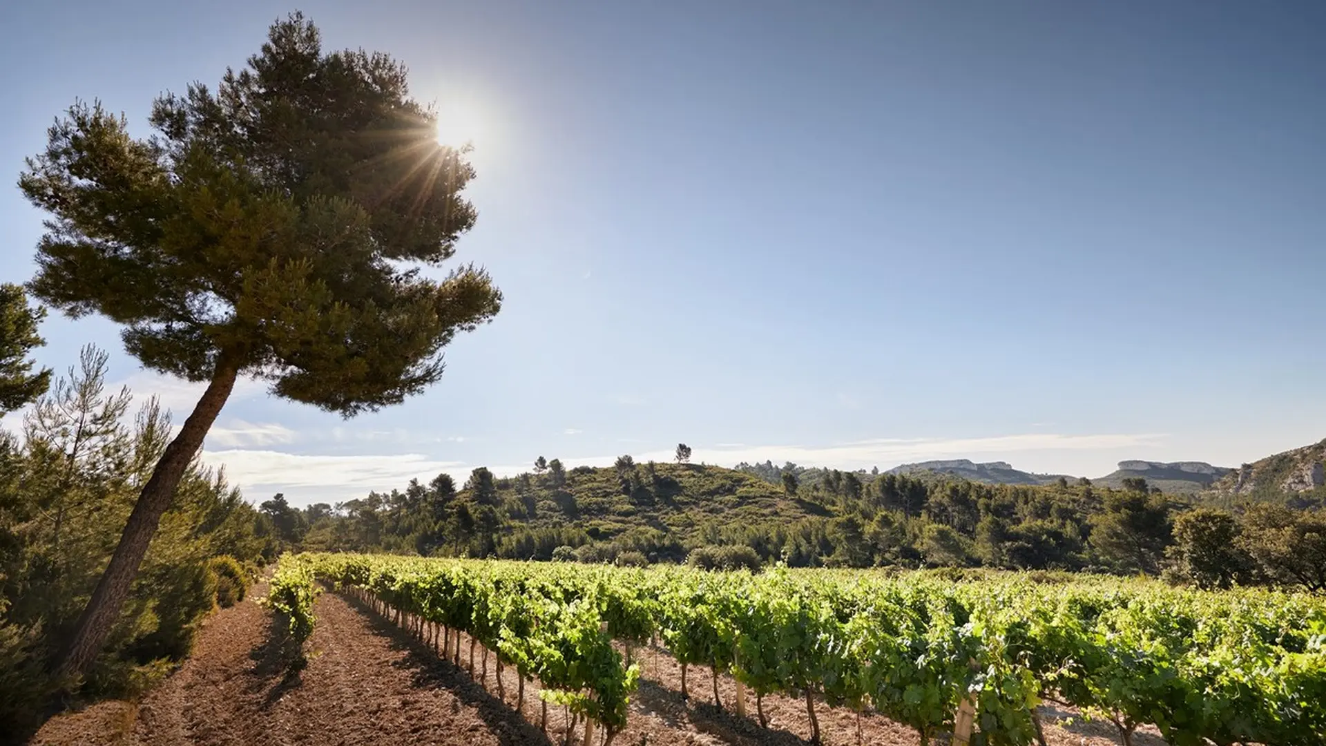 Domaine de l'Abbaye Sainte-Marie de Pierredon Mouriès vignoble