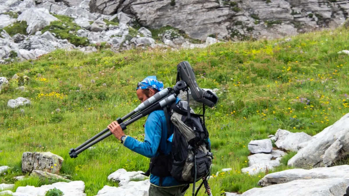 Observation de la faune
