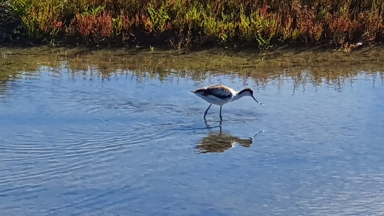 Säbelschnäbler in einer Lagune