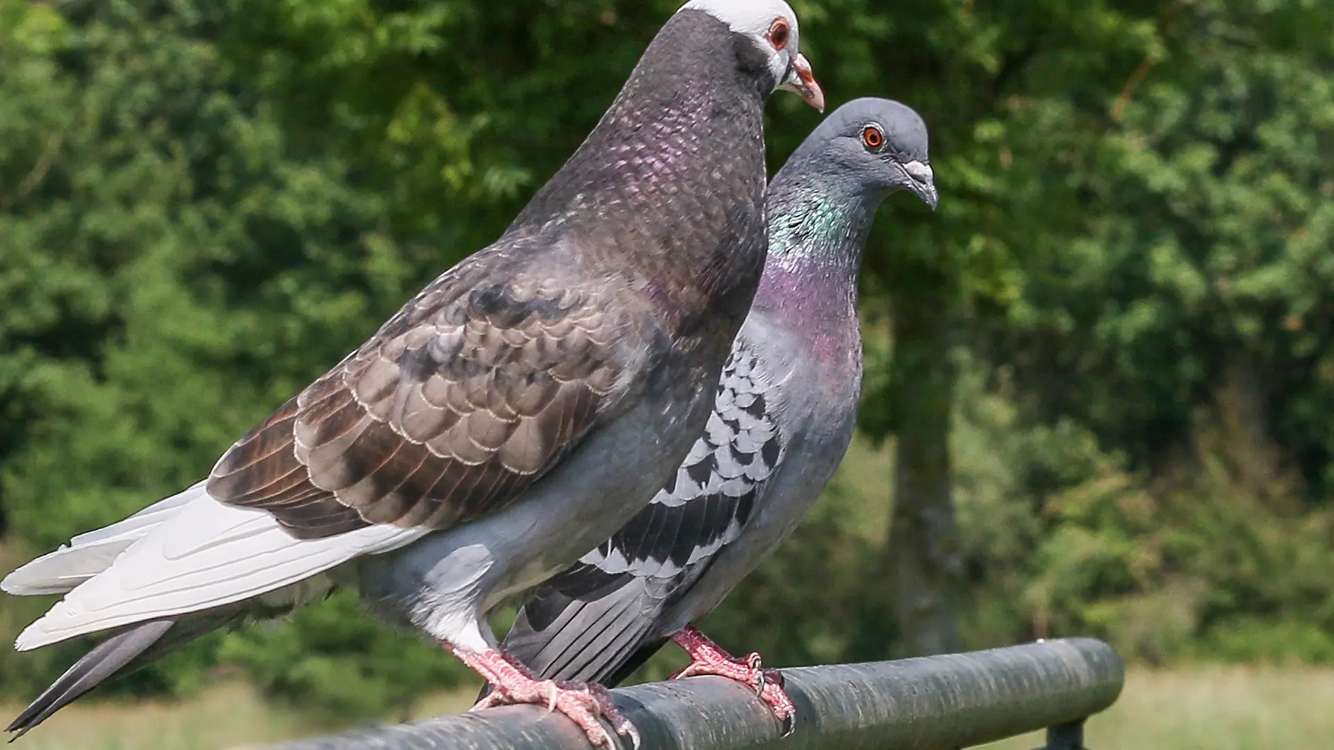 Pigeons