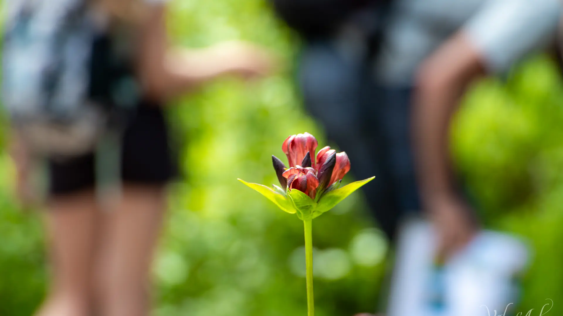 Visite guidée du sentier des Arpenières