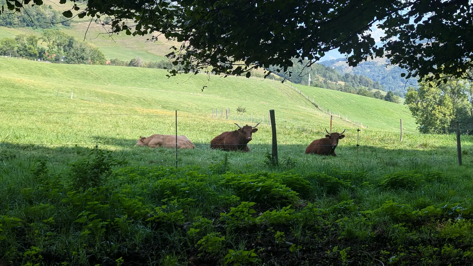 Pré avec des vaches rousses