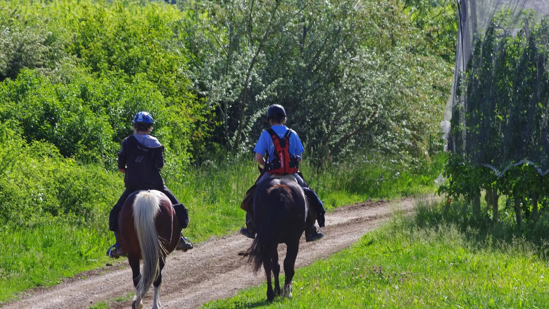 A travers les champs d'arbres fruitiers, autour de Ribiers