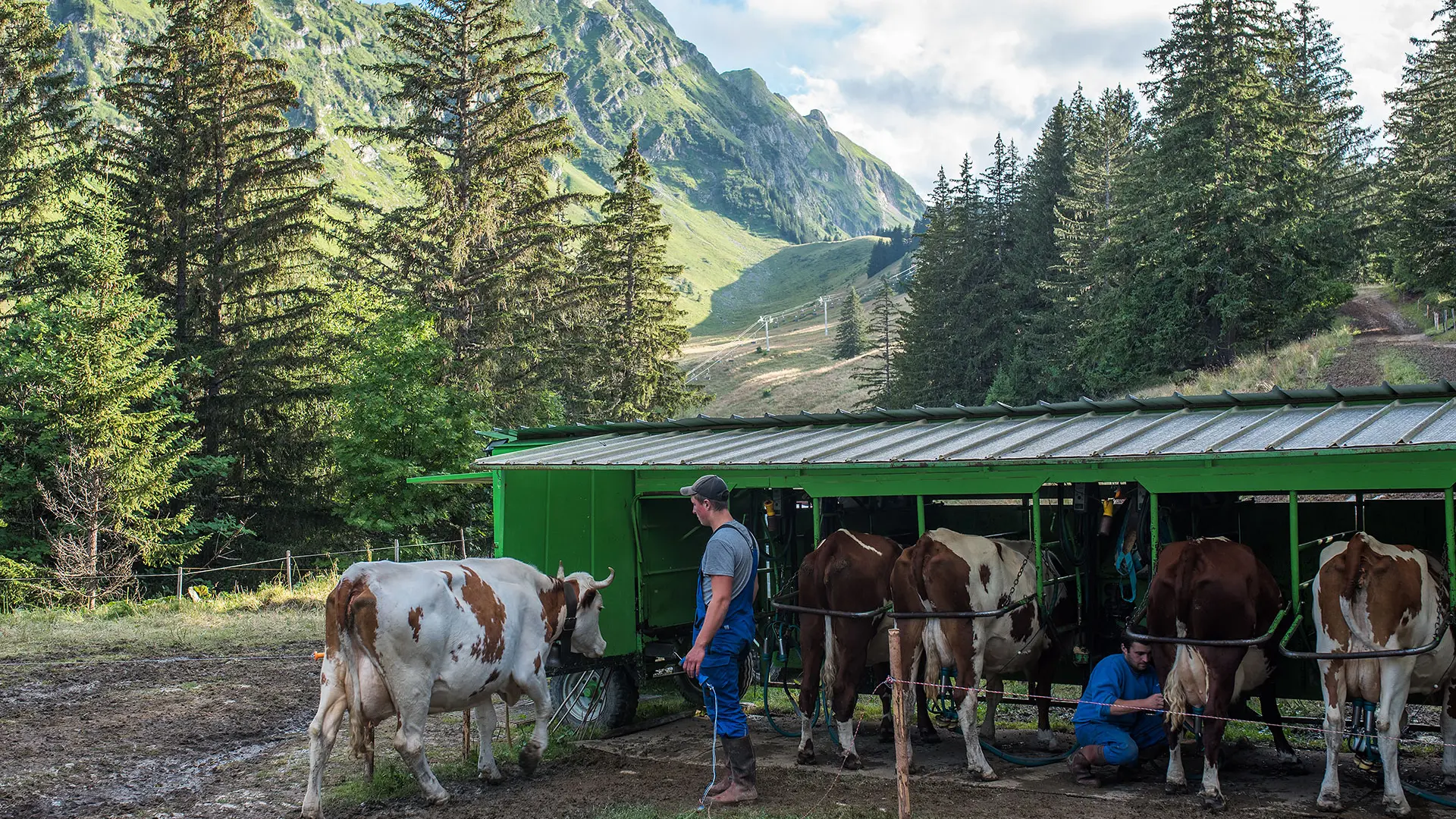 La traite en alpage