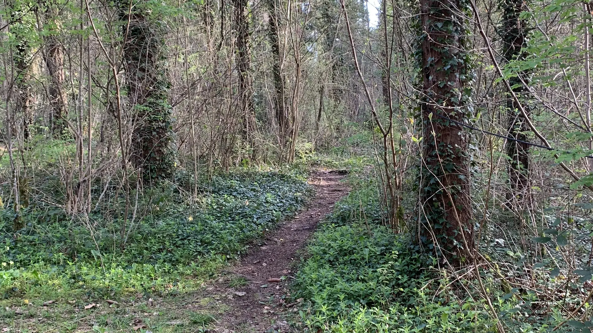 Chemin forestier