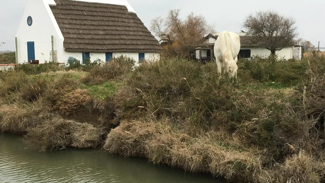 Cabane typique et cheval de Camargue