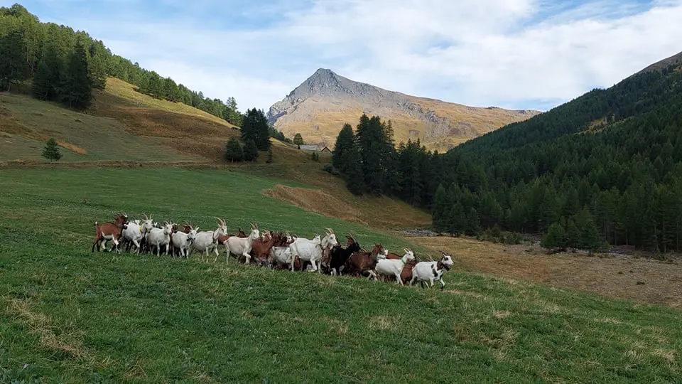 Chèvres au paturage