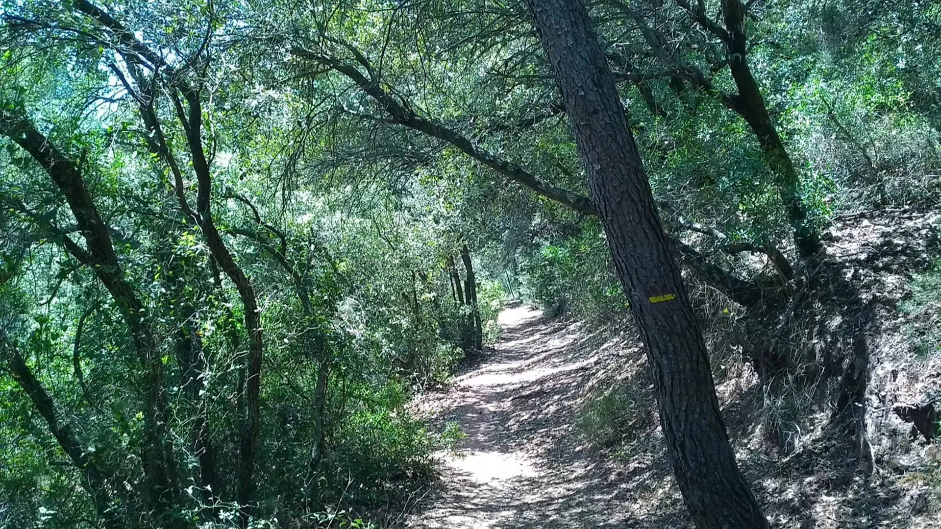 Sentier forestier entouré d'essences d'arbres comme le pin qui est balisé