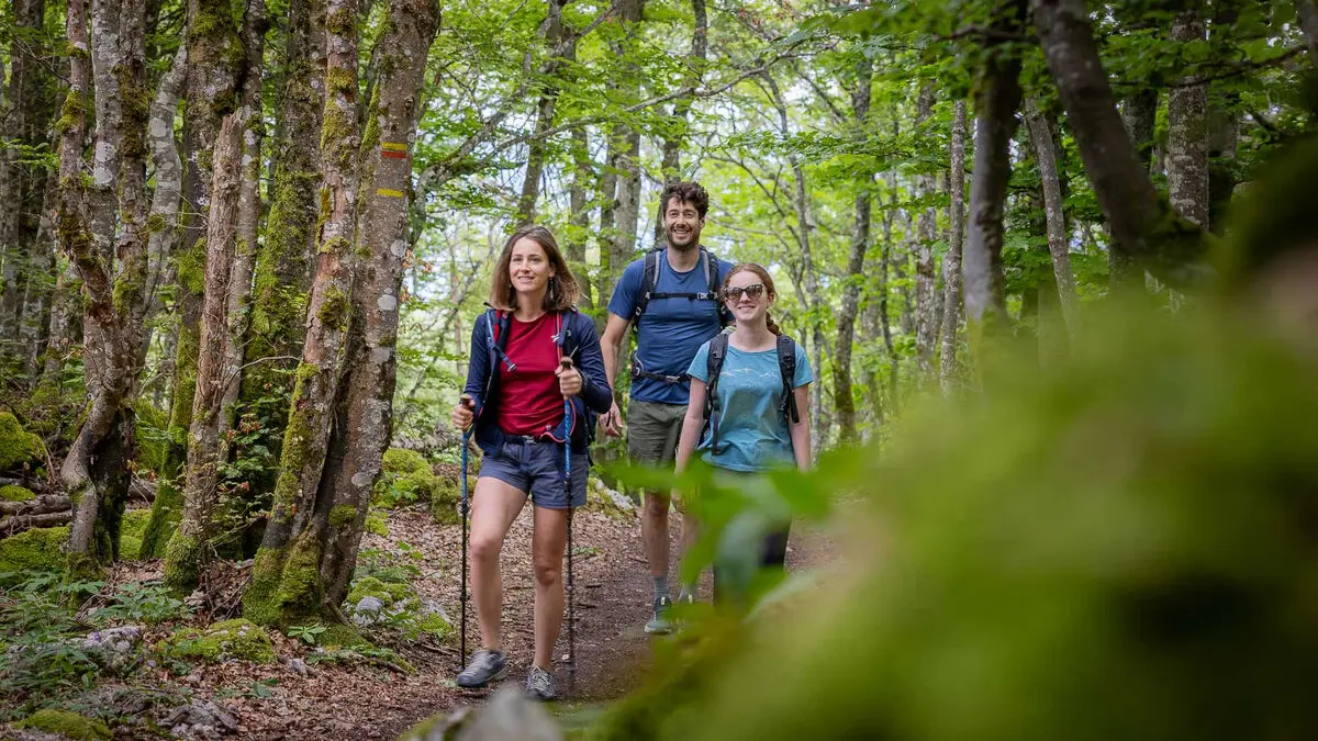 Dans la forêt