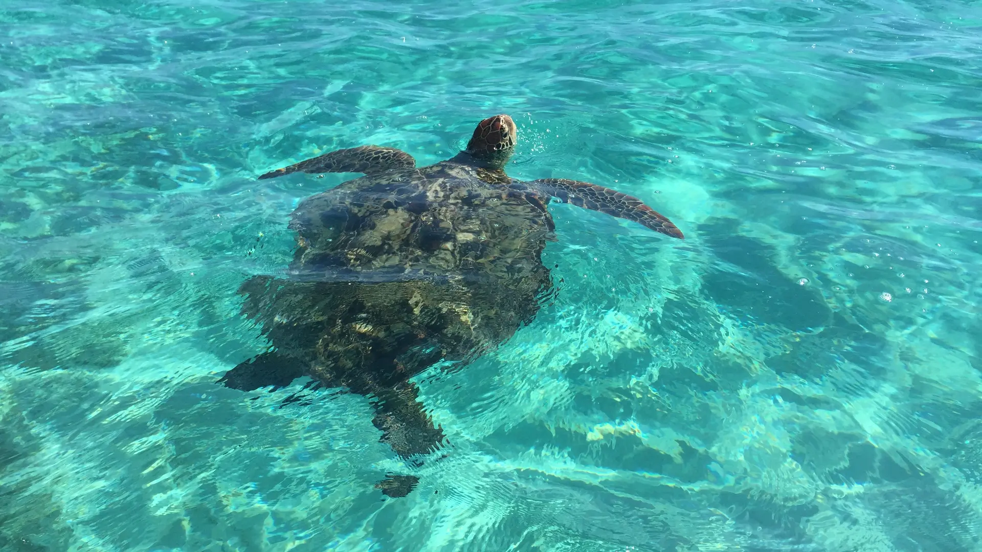 tortue sortant la tête de l'eau