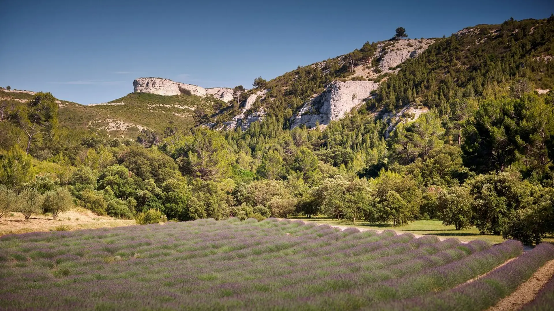 Domaine de l'Abbaye Sainte-Marie de Pierredon Mouriès lavande