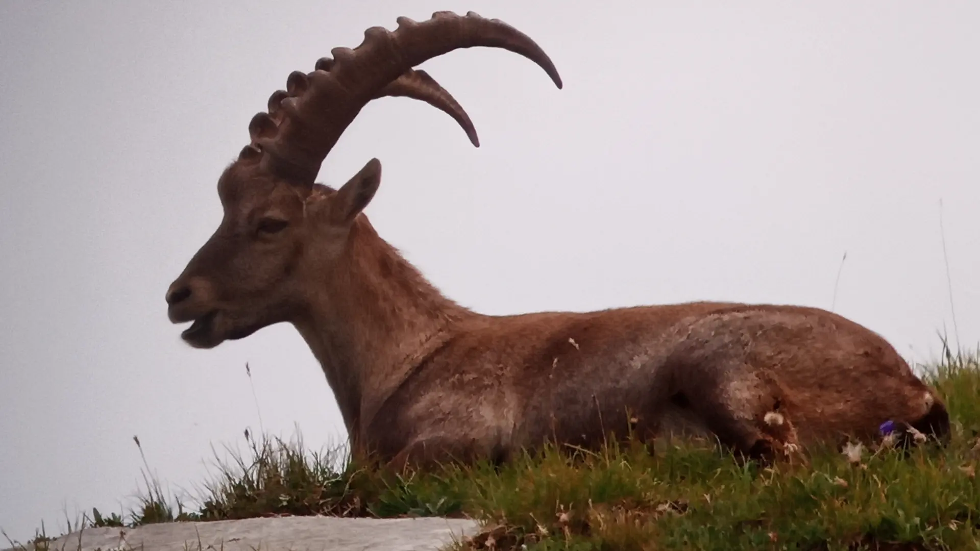 Observation de la faune