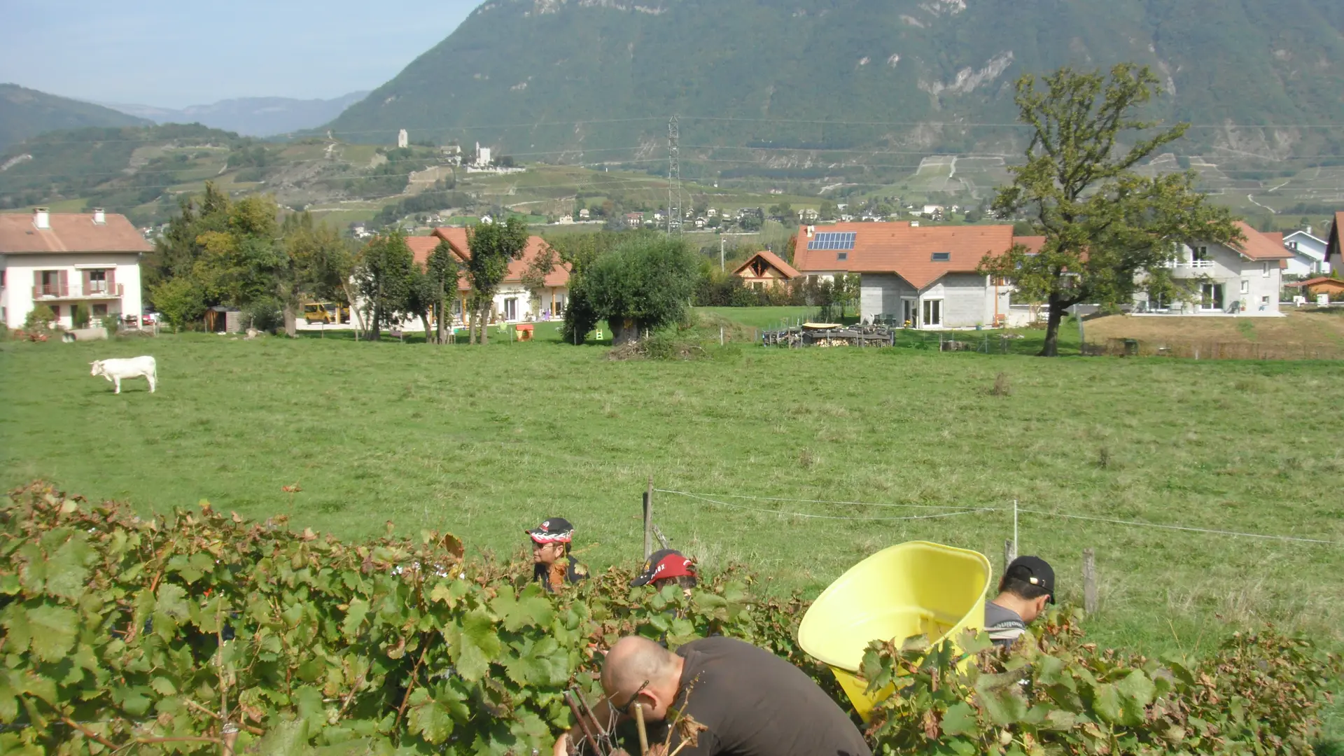 Exploitation Aux fruits de la treille