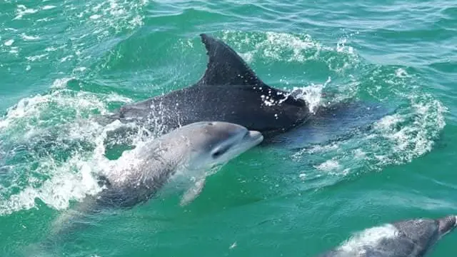 Observation de dauphins à bord du Dream' On