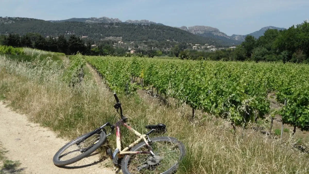 Au milieu des vignes du plateau