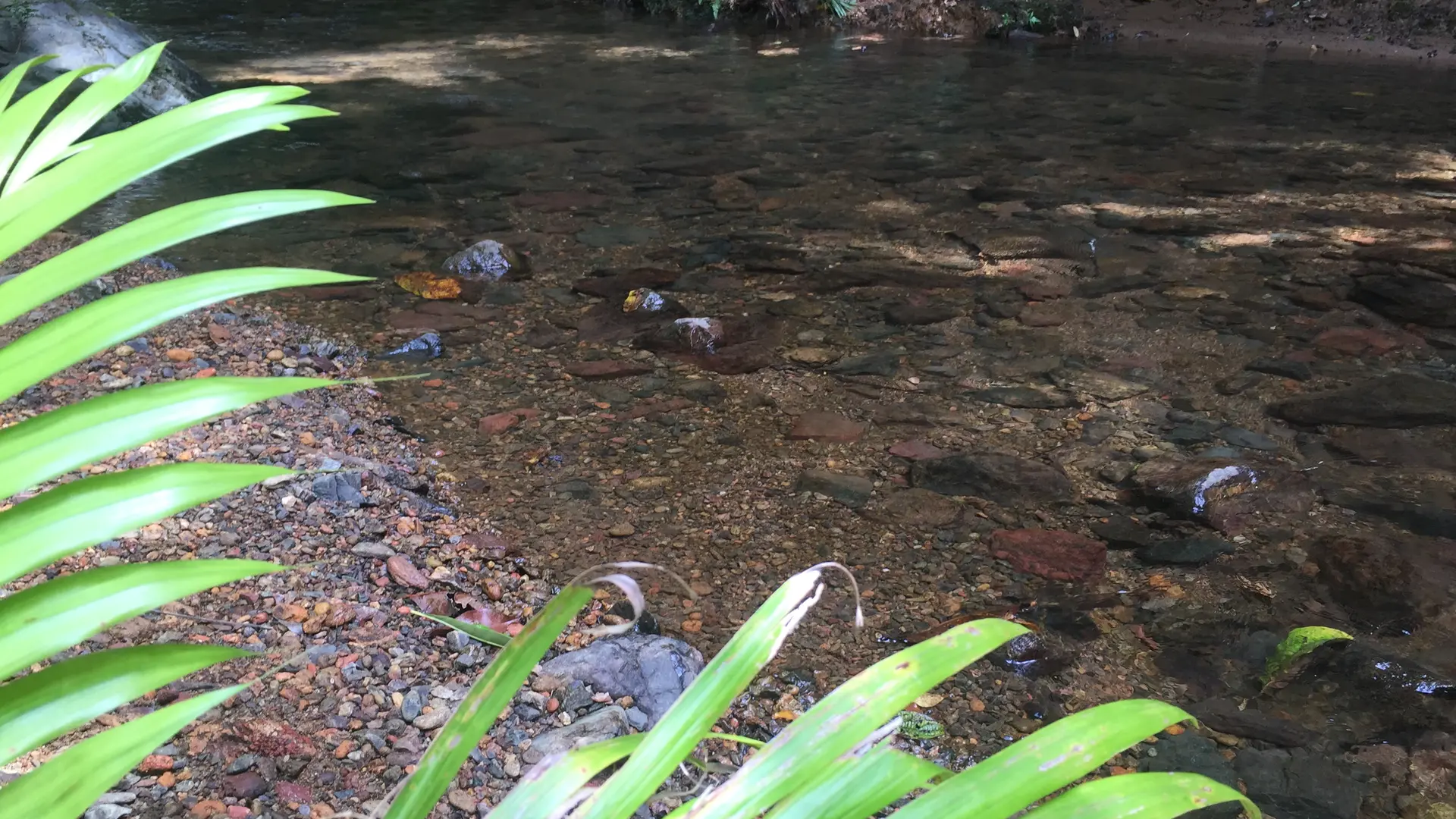 Creek au coeur de la forêt humide