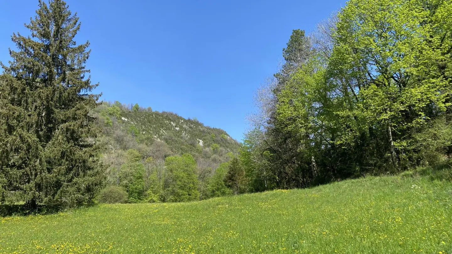 Parc du domaine.