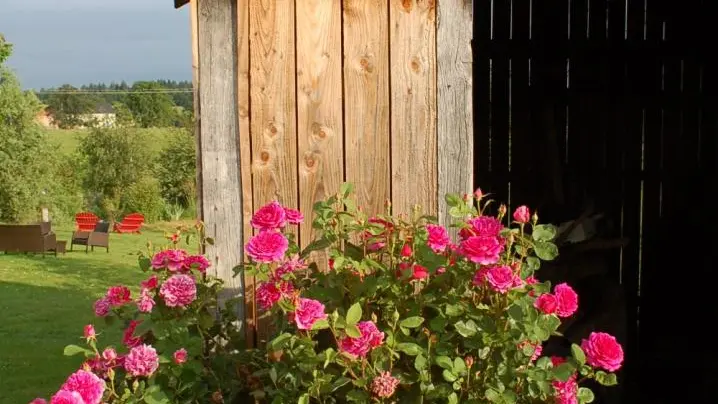 Roses devant la cabane à bois Allier Auvergne