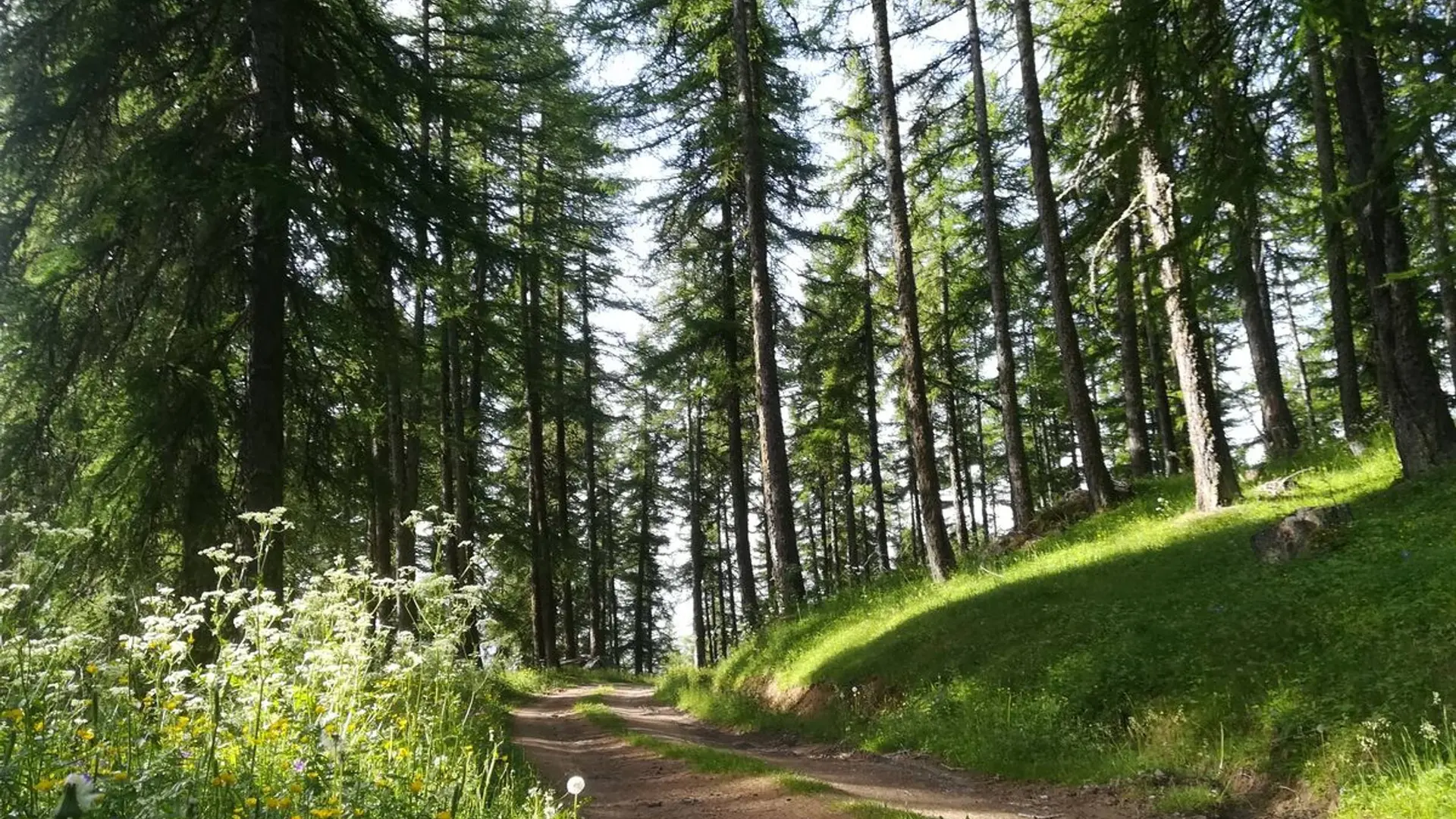 Chemin dans le Mélézin