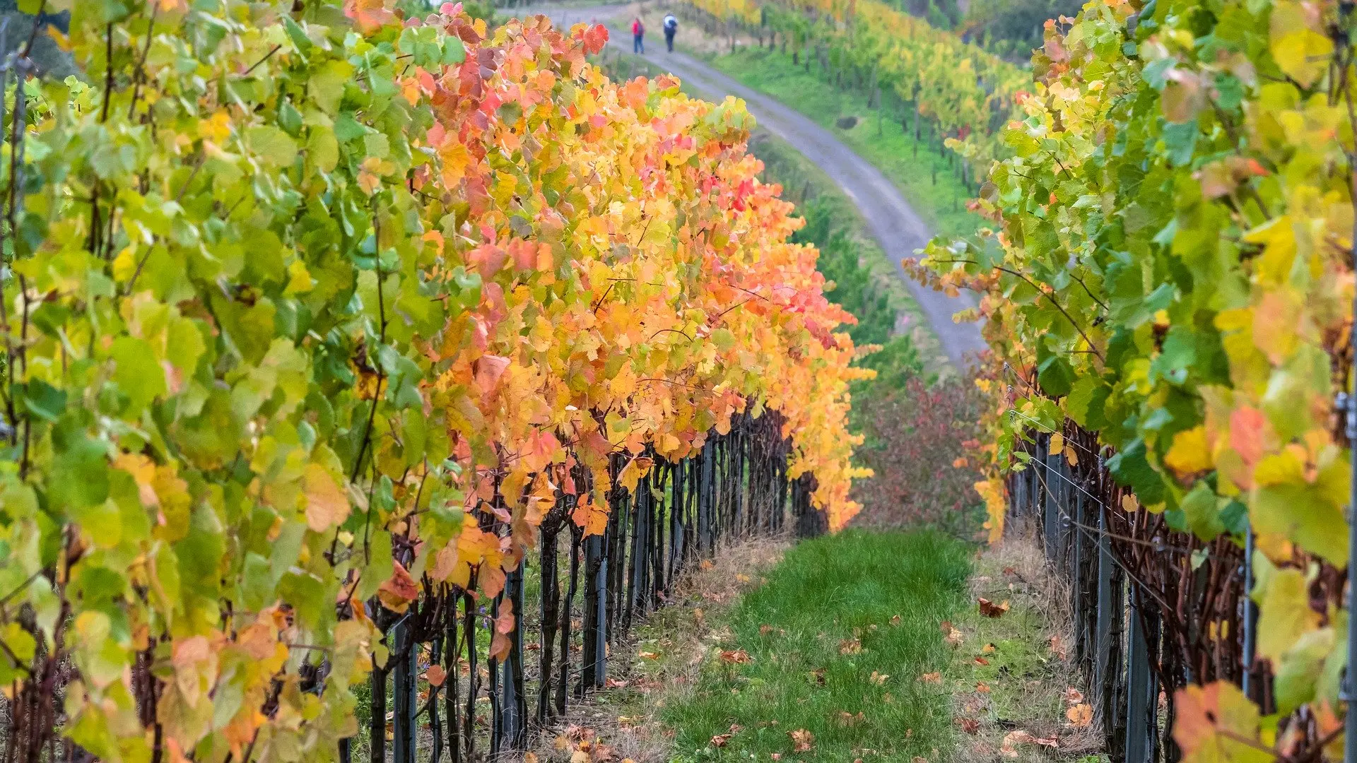 Vignoble
