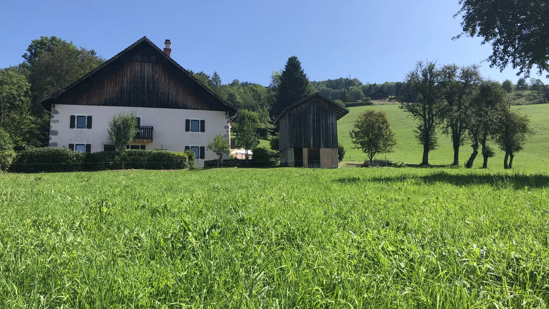 epervier_blanc_haberepoche