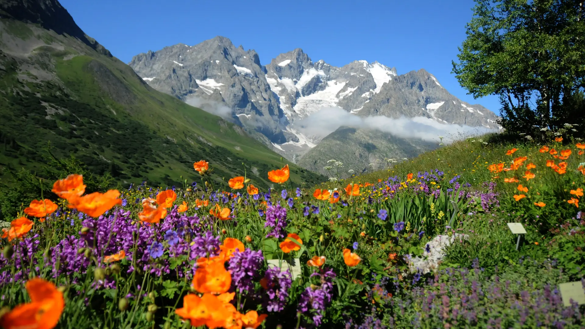 Vue sur le glacier de la Meije depuis le Jardin du Lautaret