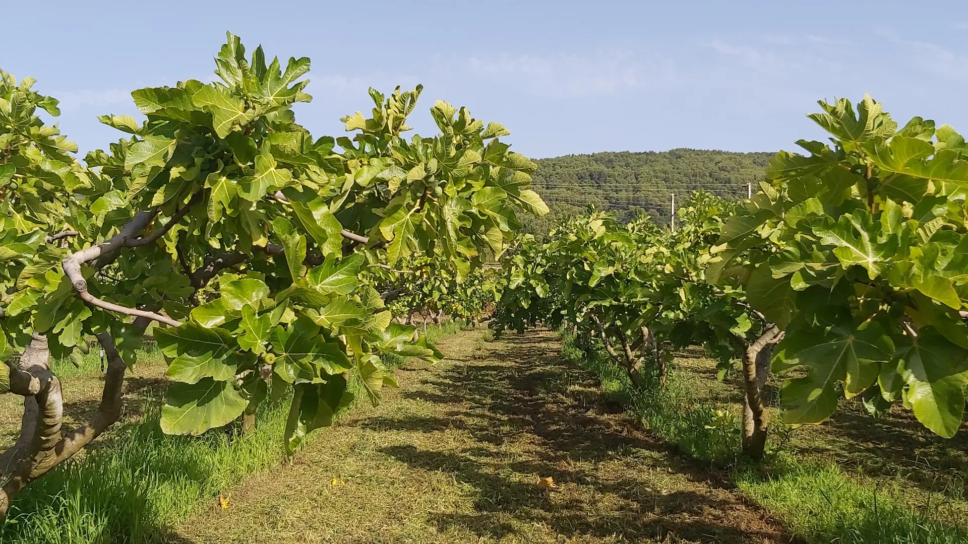 La Figue de Solliès-Pont_Solliès-Pont