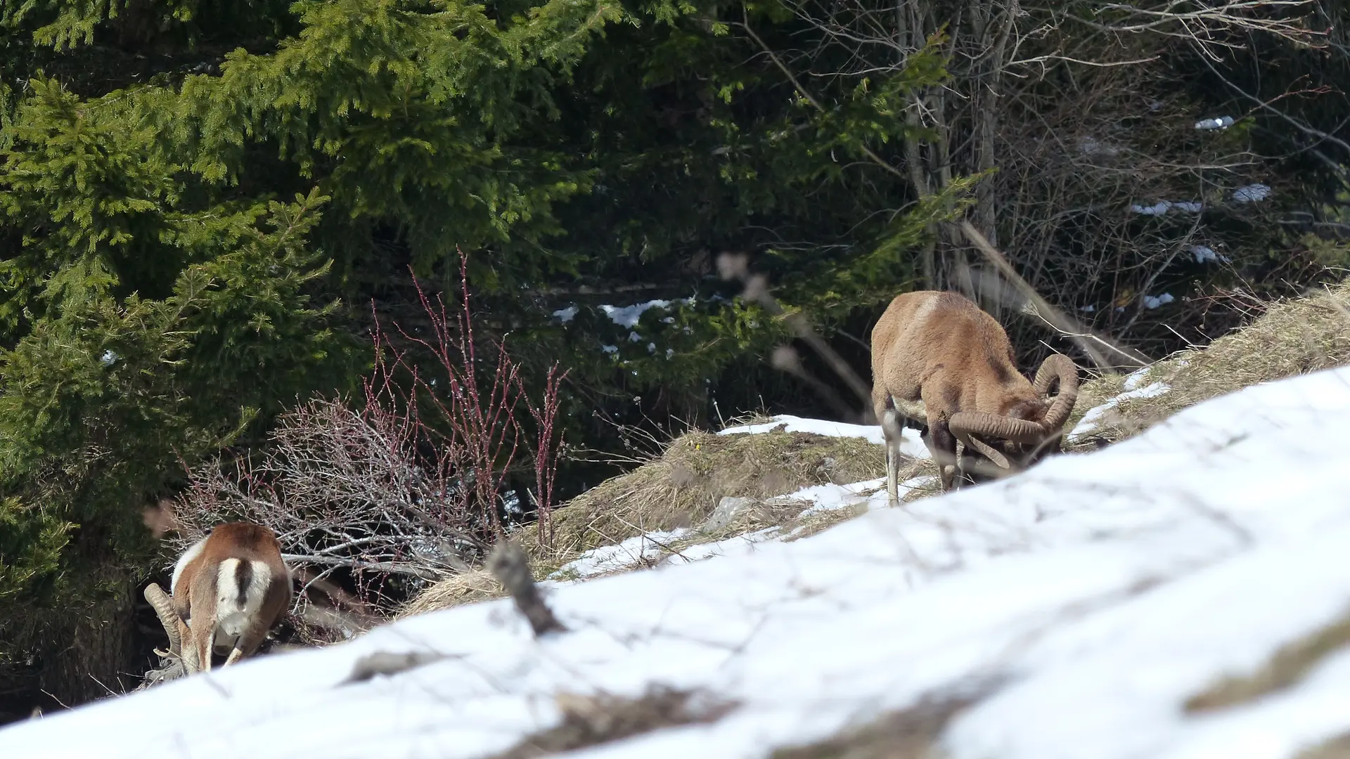 Mouflons dans la pente neigeuse