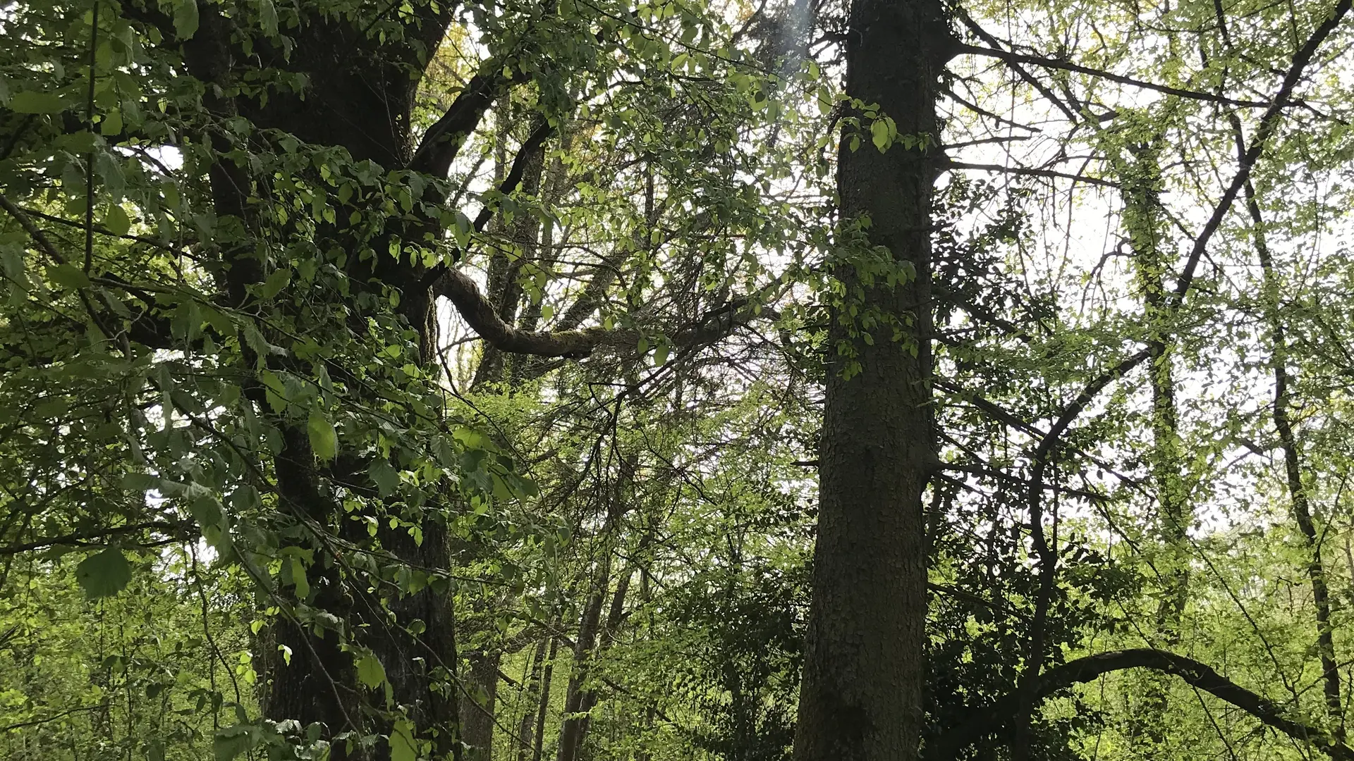 Ronde des arbres