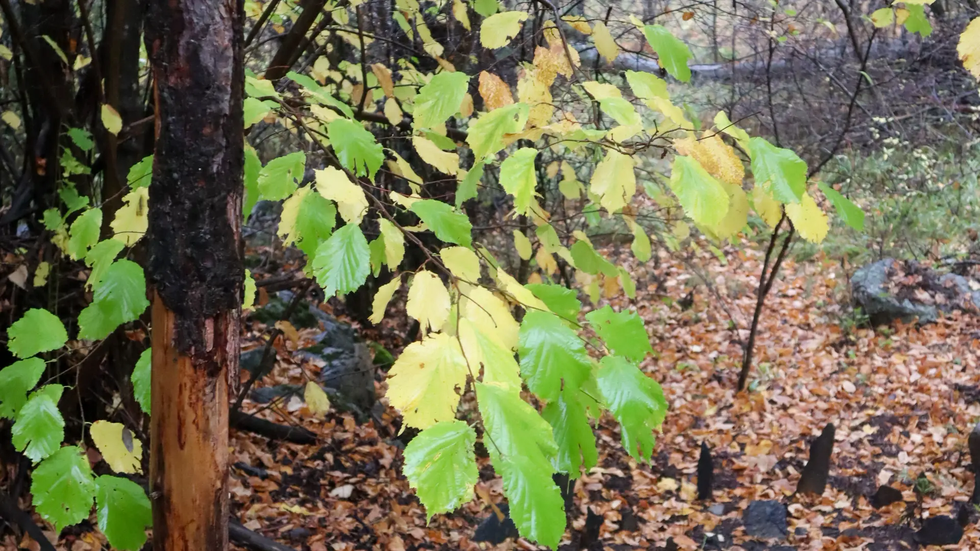 Sentier d'Art Puy-Saint-André